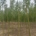 白蜡高度3-4米高，冠幅0.8-1.0米裸根定干