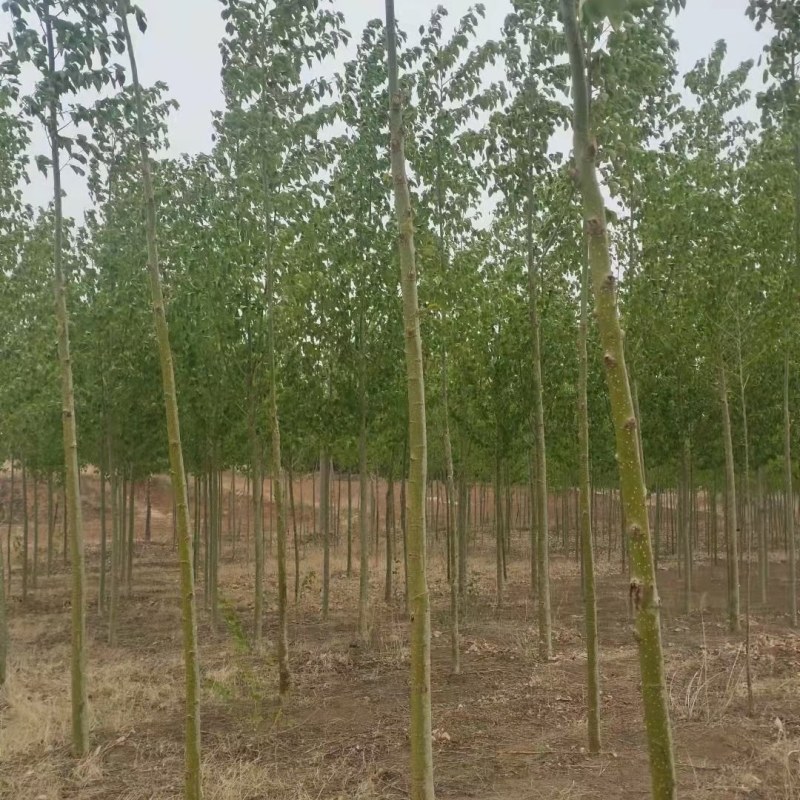 白蜡高度3-4米高，冠幅0.8-1.0米裸根定干
