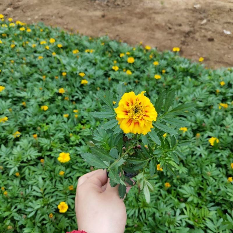 优质100w孔雀草绿化租摆专用景观花自家基地质量保