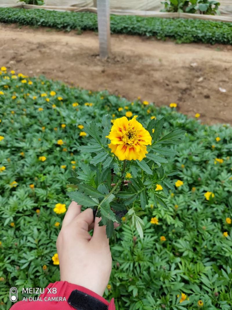 优质100w孔雀草绿化租摆专用景观花自家基地质量保