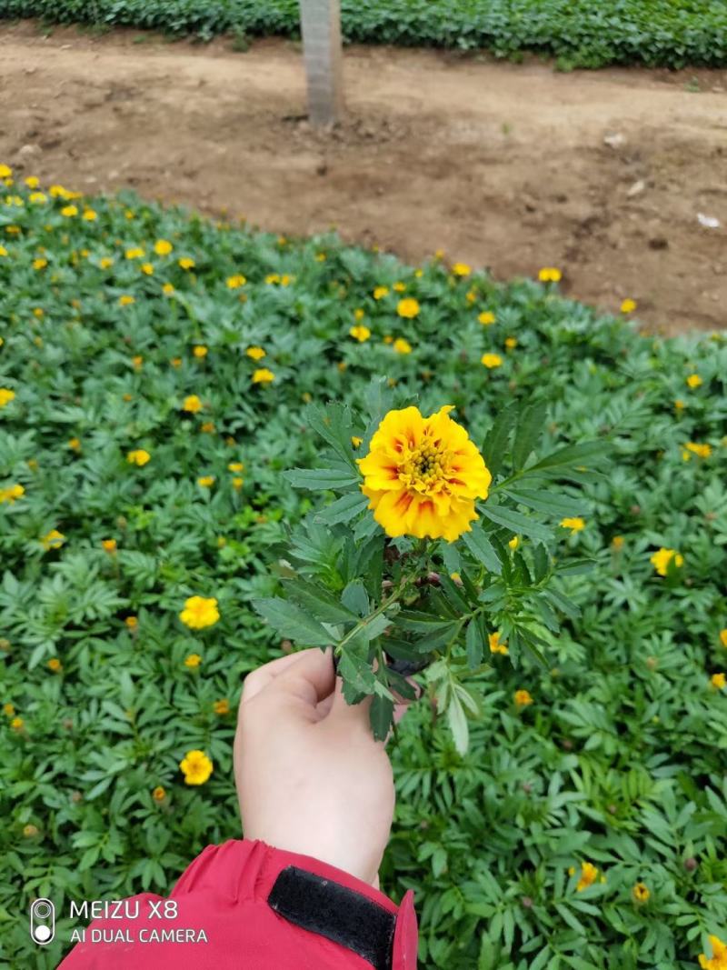 优质100w孔雀草绿化租摆专用景观花自家基地质量保