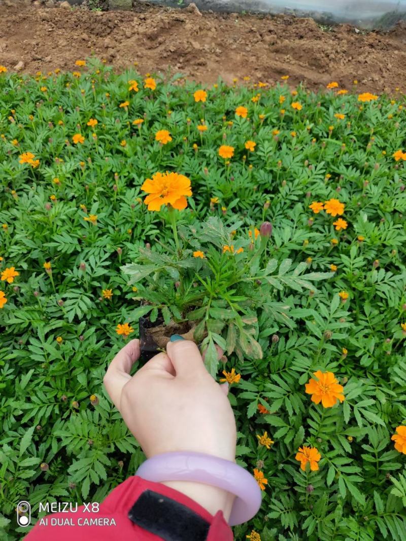 优质100w孔雀草绿化租摆专用景观花自家基地质量保
