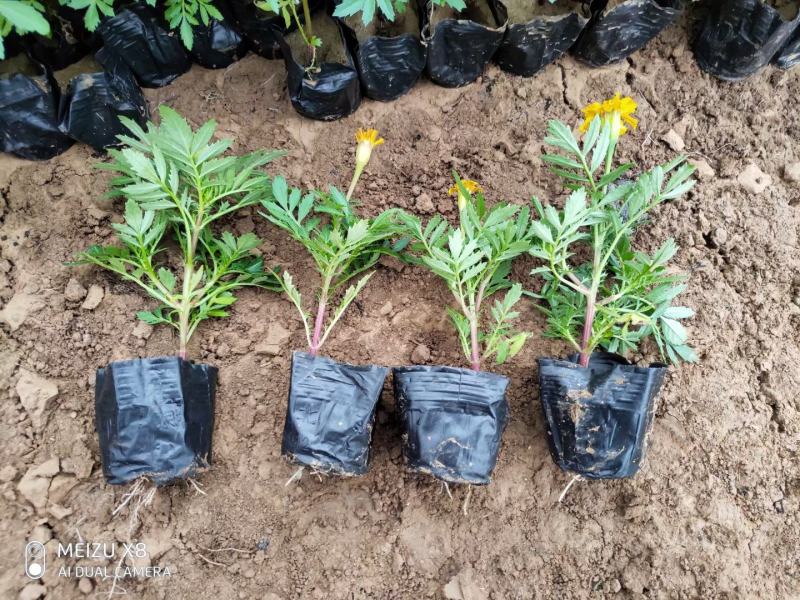 优质100w孔雀草绿化租摆专用景观花自家基地质量保