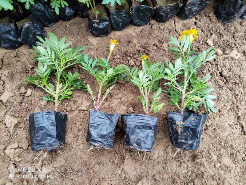 优质100w孔雀草绿化租摆专用景观花自家基地质量保