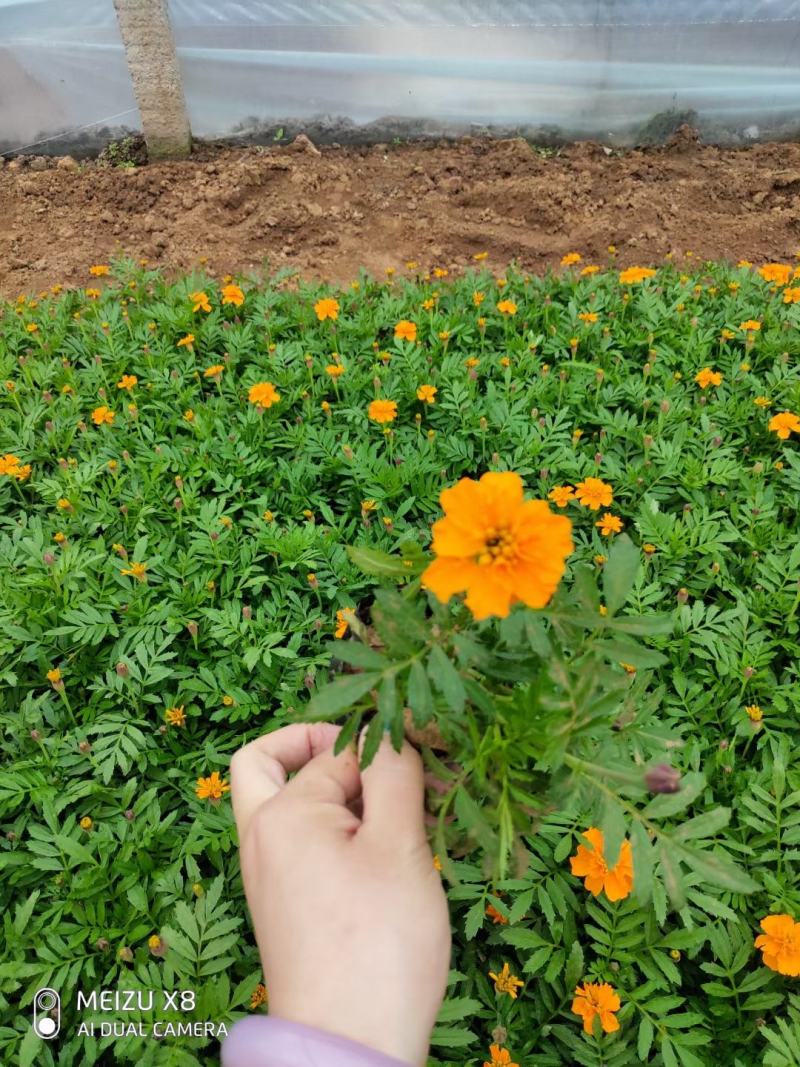 优质100w孔雀草绿化租摆专用景观花自家基地质量保