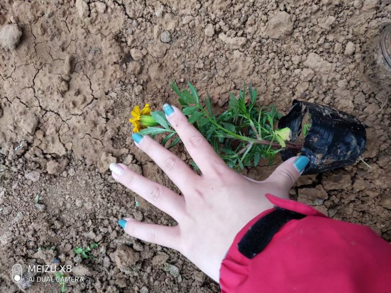优质100w孔雀草绿化租摆专用景观花自家基地质量保