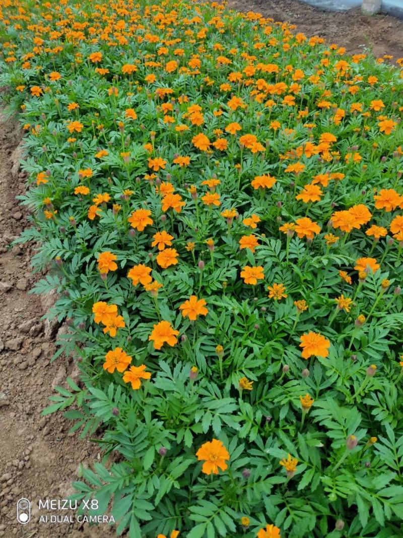 优质100w孔雀草绿化租摆专用景观花自家基地质量保
