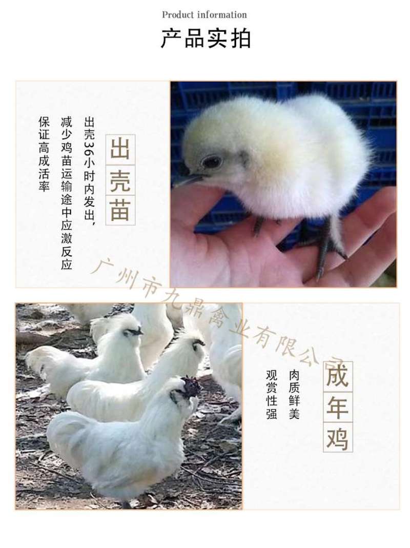 广州孵化出壳快大竹丝鸡苗乌鸡苗乌骨鸡苗包做疫苗运输包活