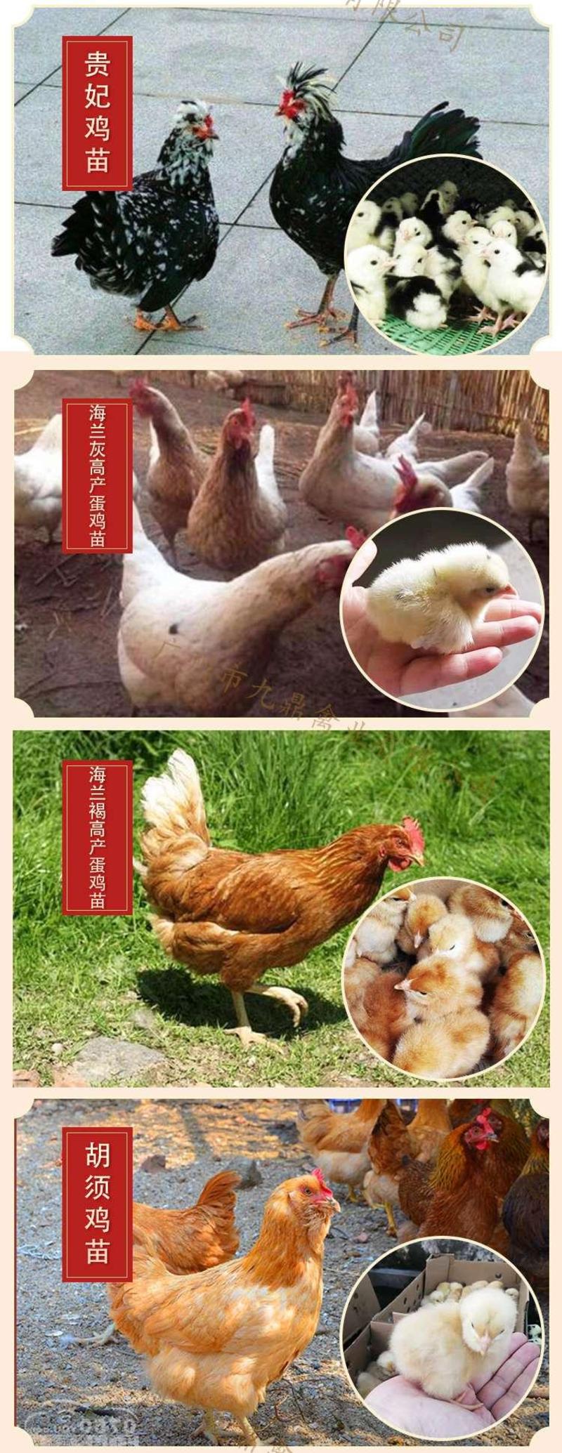 广州孵化出壳快大竹丝鸡苗乌鸡苗乌骨鸡苗包做疫苗运输包活