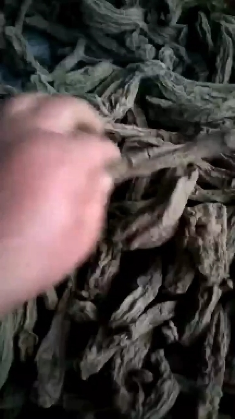 湖北省蕲春百草道地中药材专业高含量去芦头条子货大统玄参