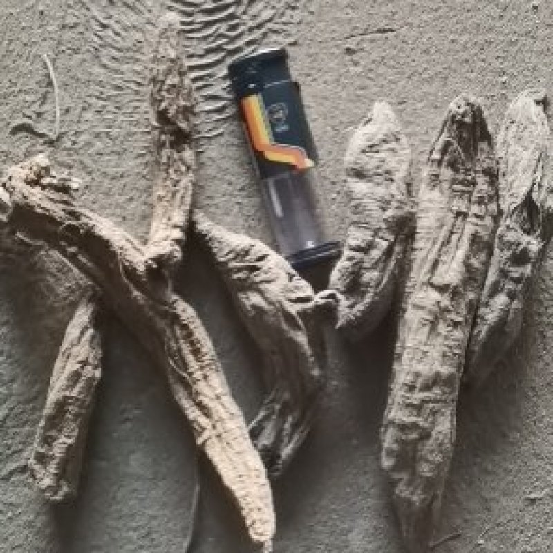 湖北省蕲春百草道地中药材专业高含量去芦头条子货大统玄参