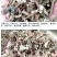 （产地直销）广藿香批发各种规格切片干品中药材原材