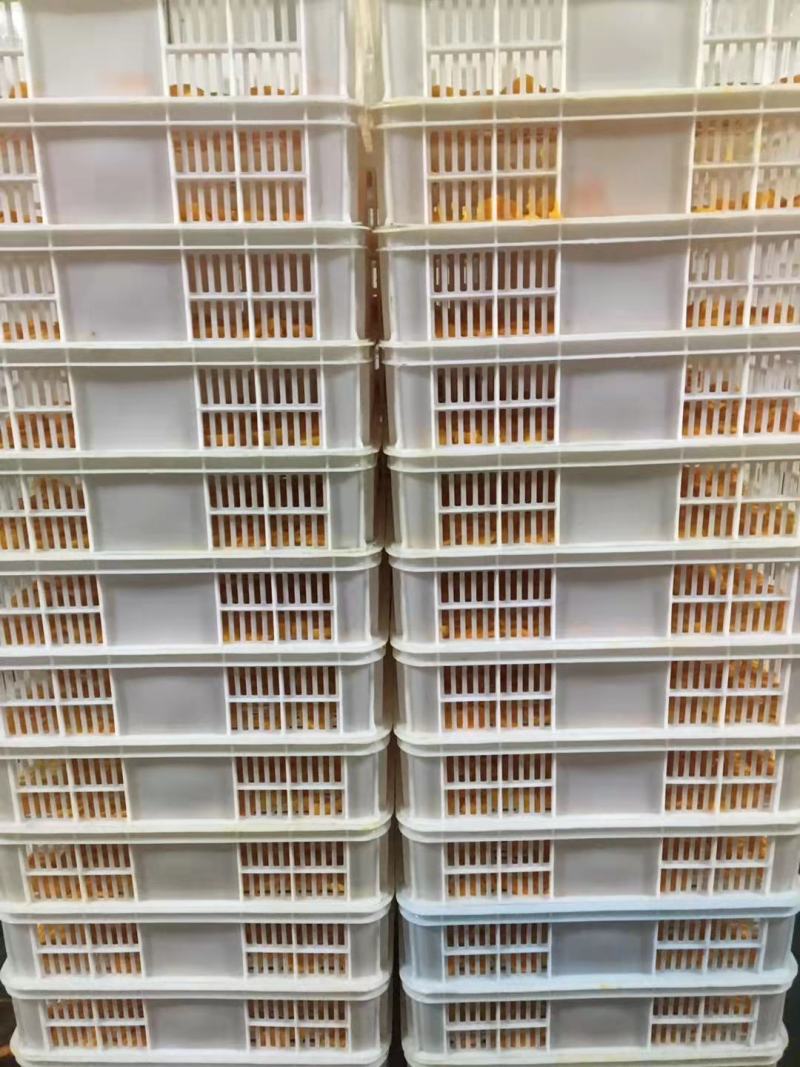 速冻芒果冷冻芒果块工厂加工大量批发优质芒果肉台芒