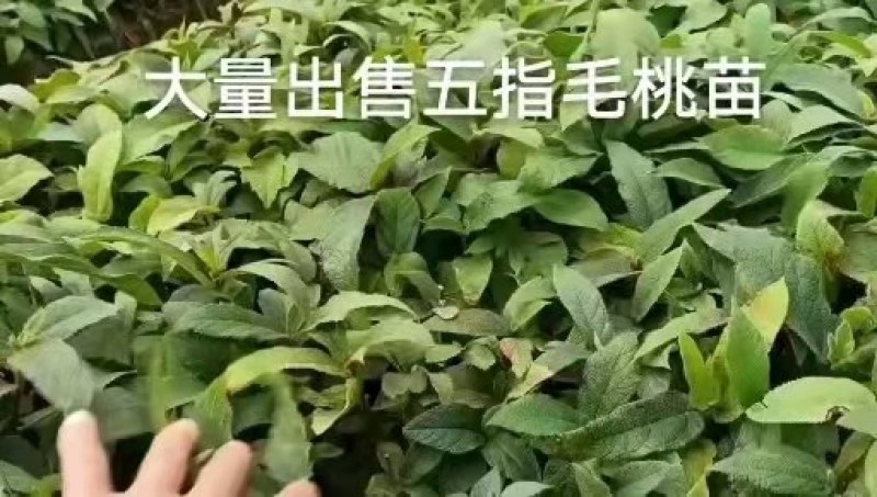 五指毛桃苗五指毛桃优质种苗种植基地批发直销