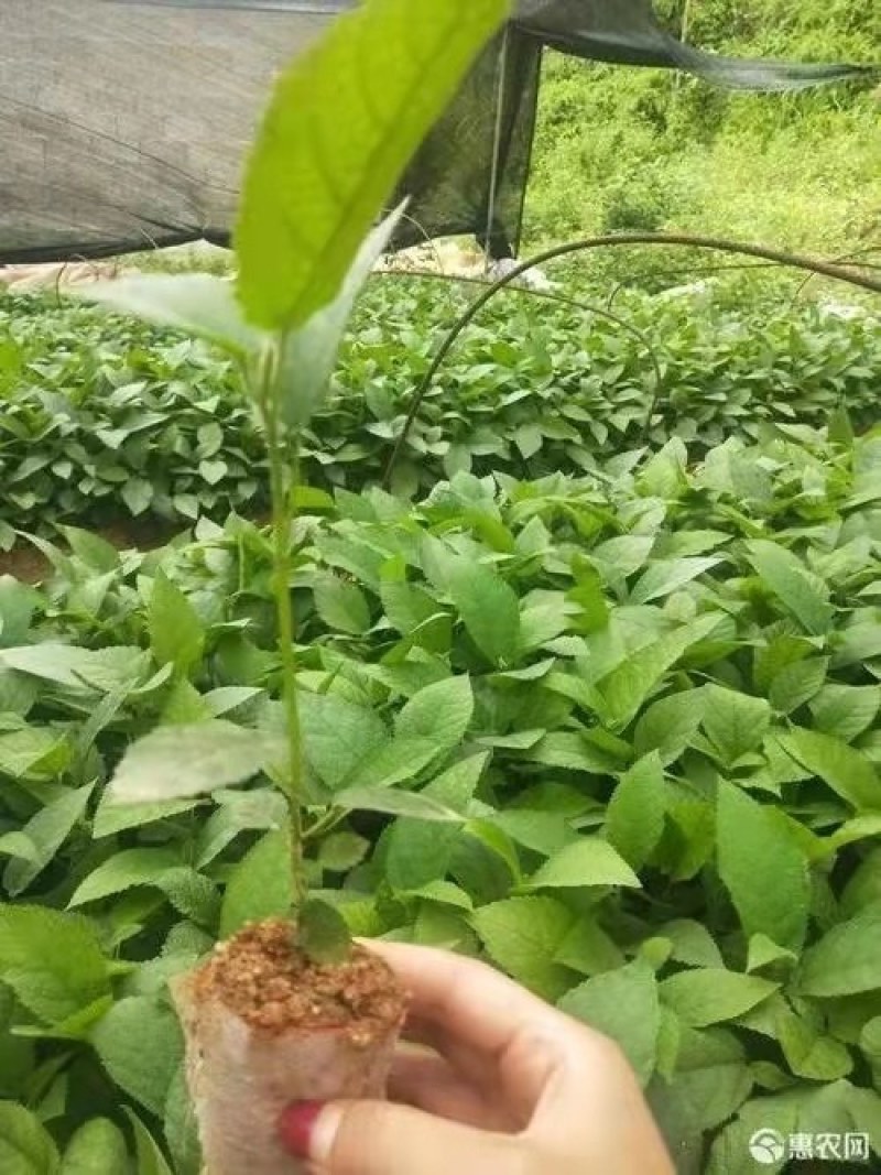 五指毛桃苗五指毛桃优质种苗种植基地批发直销