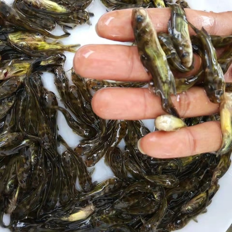 黄骨鱼苗，杂交黄骨鱼骨，全雄黄骨鱼，黄辣丁，包邮到家