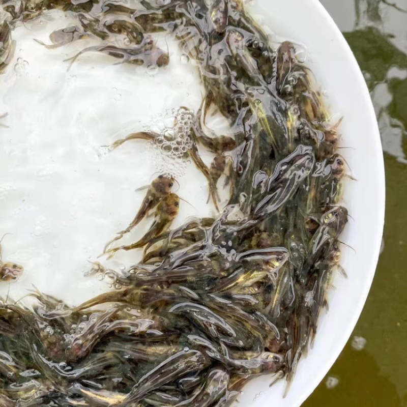 黄骨鱼苗，杂交黄骨鱼骨，全雄黄骨鱼，黄辣丁，包邮到家