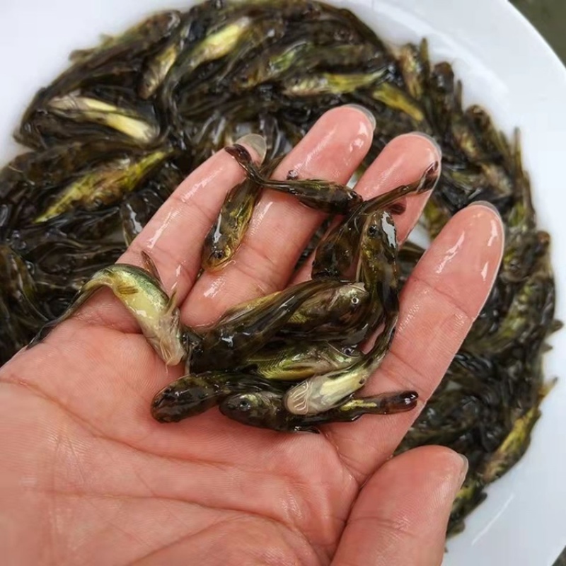 黄骨鱼苗，杂交黄骨鱼骨，全雄黄骨鱼，黄辣丁，包邮到家