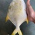 金昌鱼全规格大量批发，欢迎拿样看货。适合市场，电商，社区