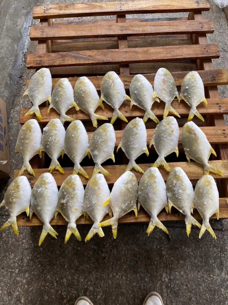 金昌鱼全规格大量批发，欢迎拿样看货。适合市场，电商，社区