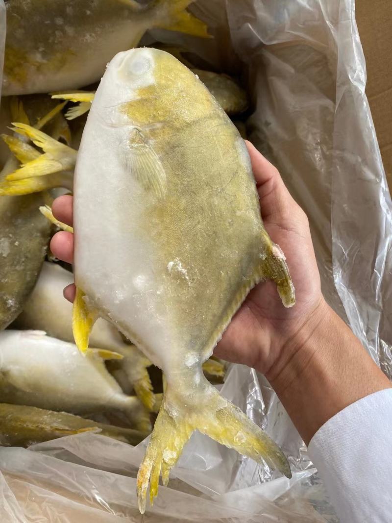 金昌鱼全规格大量批发，欢迎拿样看货。适合市场，电商，社区
