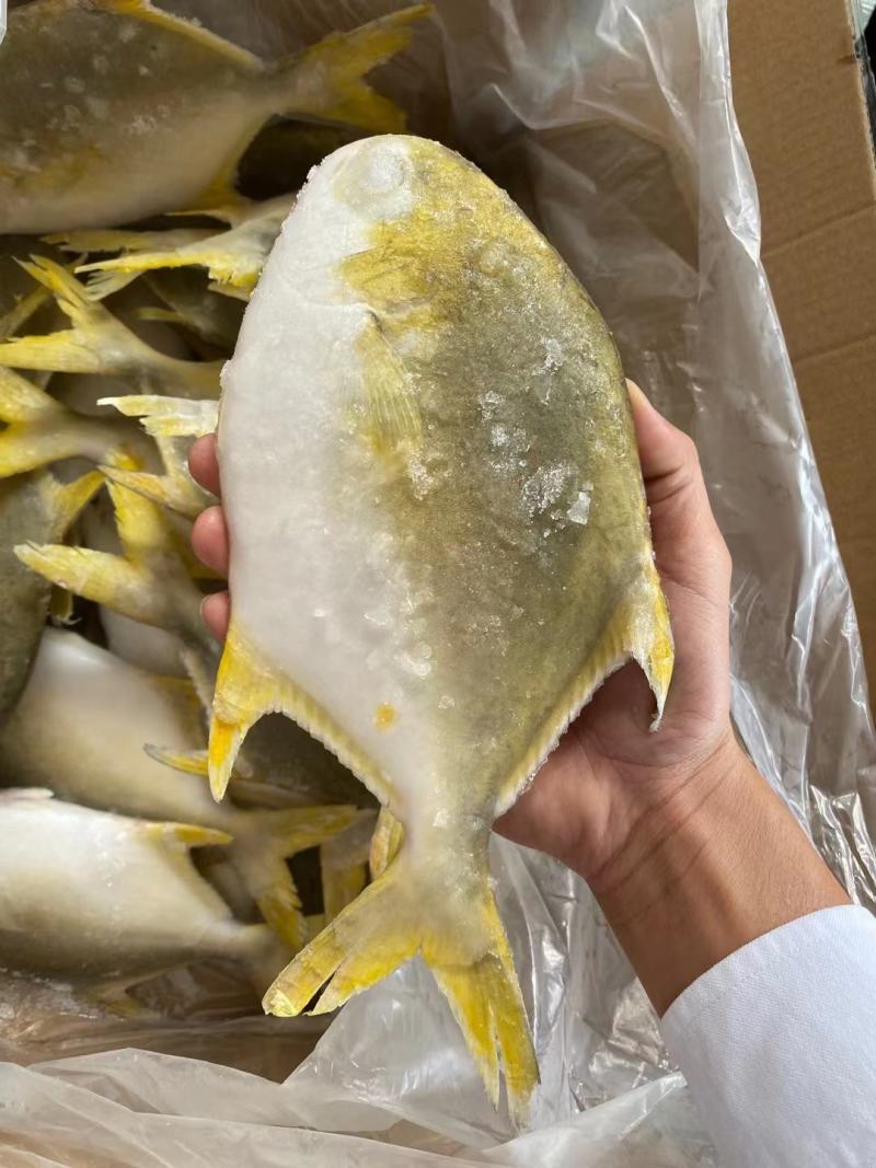 金昌鱼全规格大量批发，欢迎拿样看货。适合市场，电商，社区
