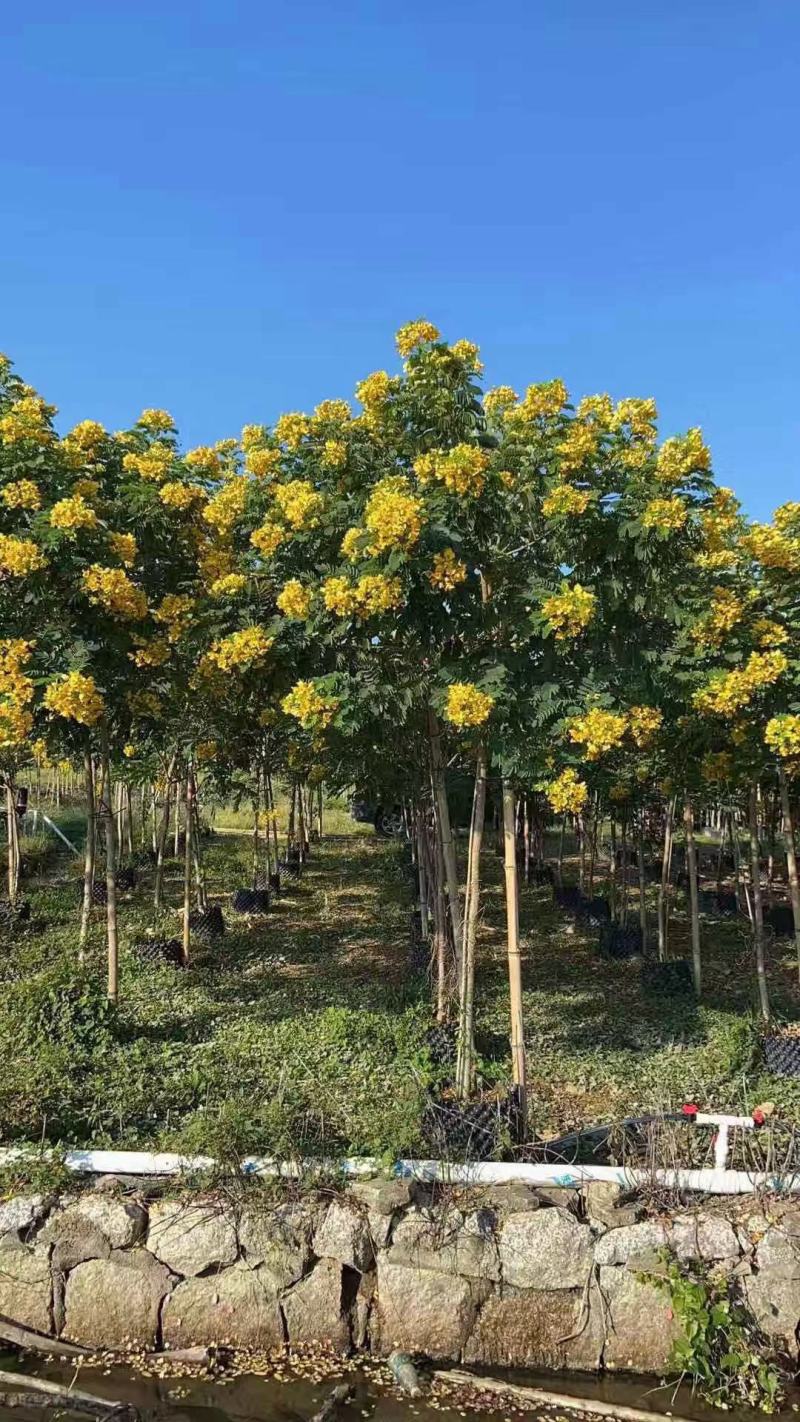 大量现货供应，黄槐4至6分，全冠A货，欢迎各位老板来电咨