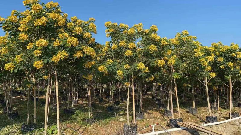 大量现货供应，黄槐4至6分，全冠A货，欢迎各位老板来电咨