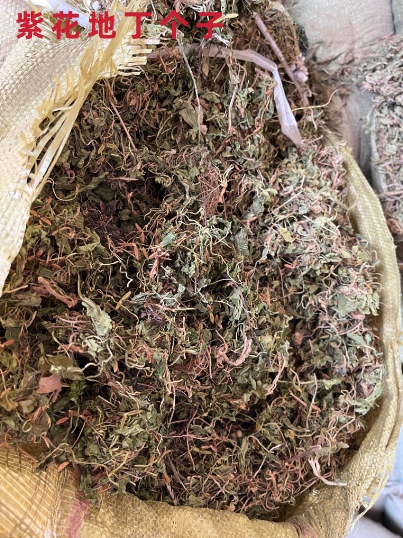 紫花地丁草中药材紫花地丁个紫花地丁切都有