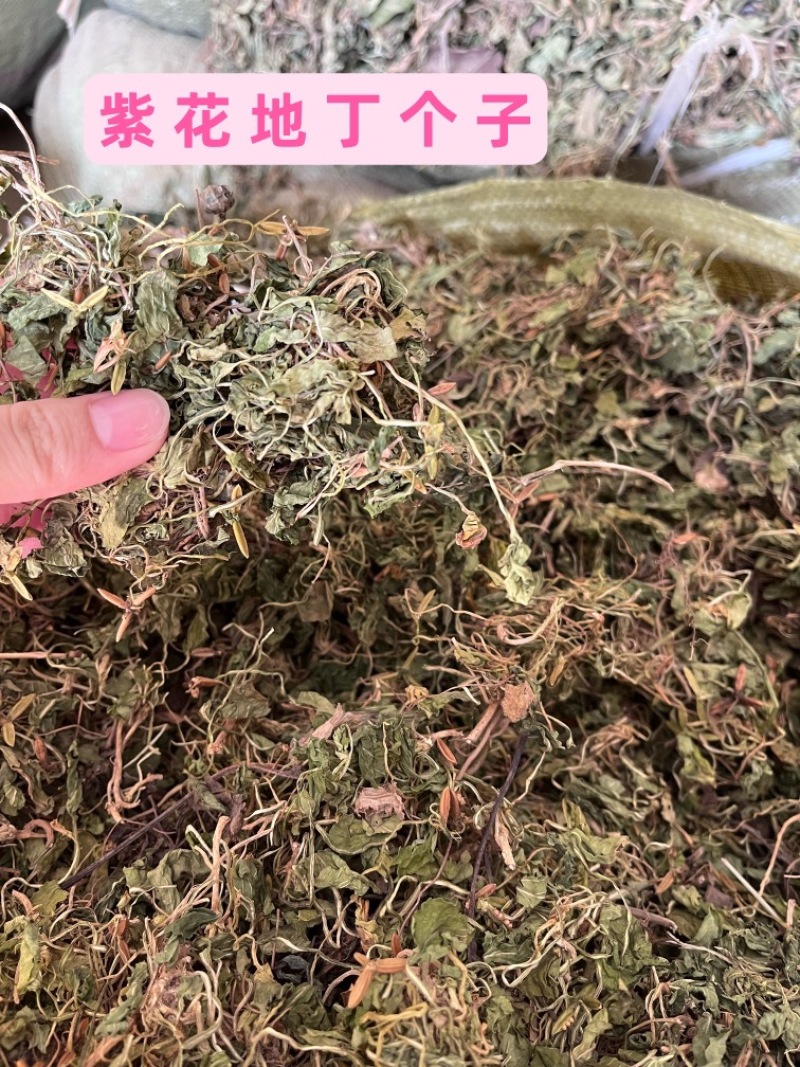 紫花地丁草中药材紫花地丁个紫花地丁切都有