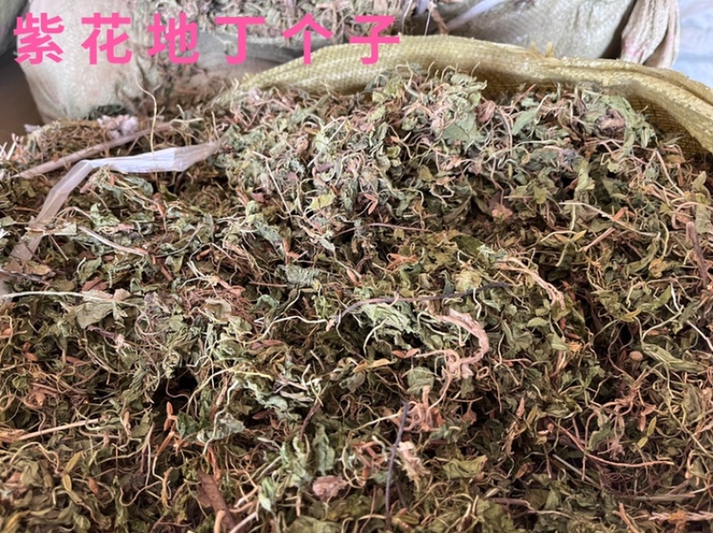 紫花地丁草中药材紫花地丁个紫花地丁切都有
