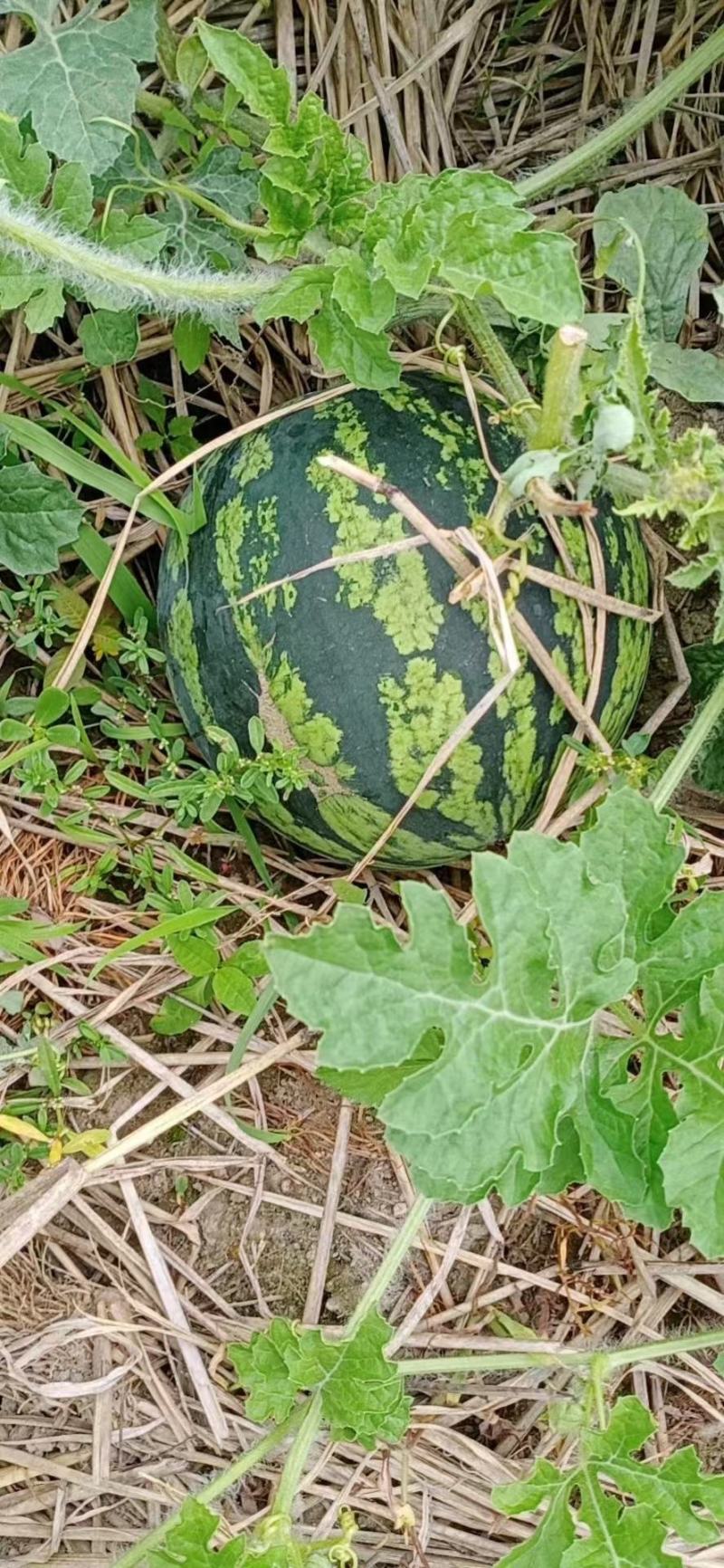 沿海地区西瓜甜王