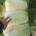 湖北精品大白菜：新鲜上市，产地直销，量大从优，质量保证。