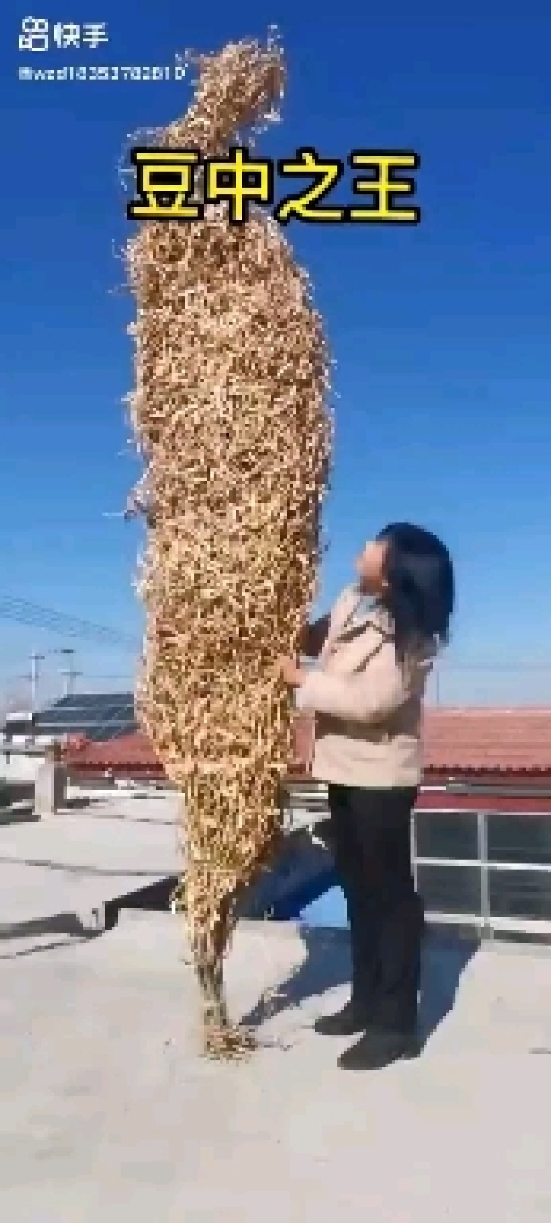 黄豆种子