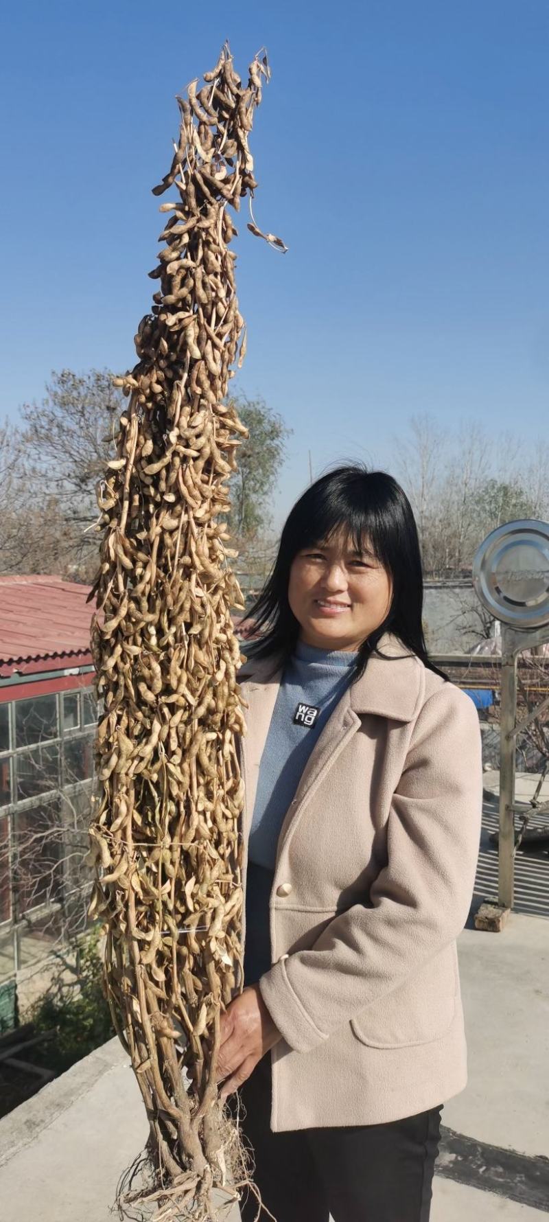 黄豆种子