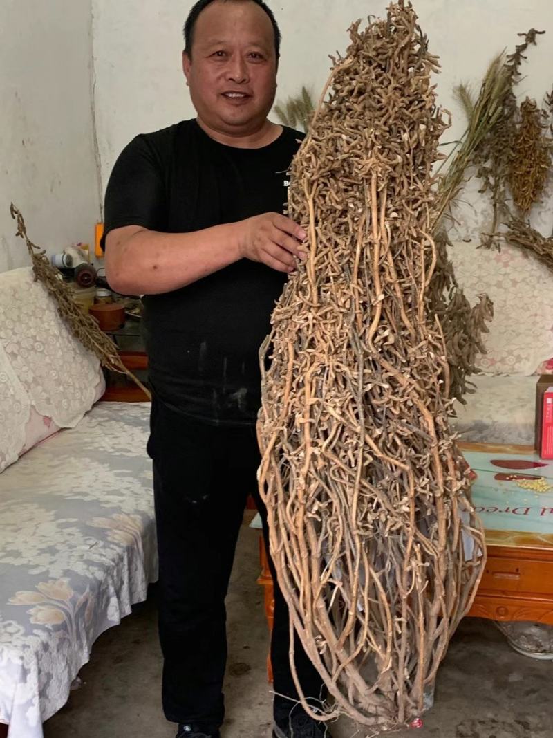 黄豆种子