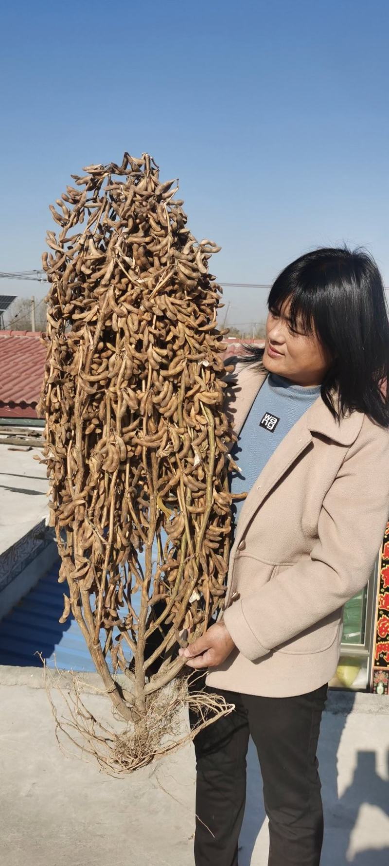 黄豆种子
