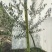 油橄榄