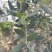 油橄榄