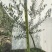 油橄榄