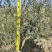 油橄榄