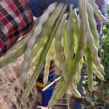 精品芸豆大量上市欢迎新老朋友的再次合作