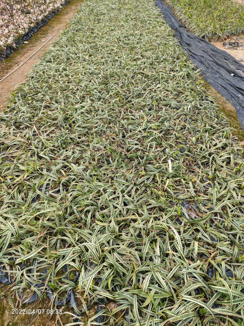 金边麦冬福建漳州批发金边麦冬草坪地被市政园林绿化苗