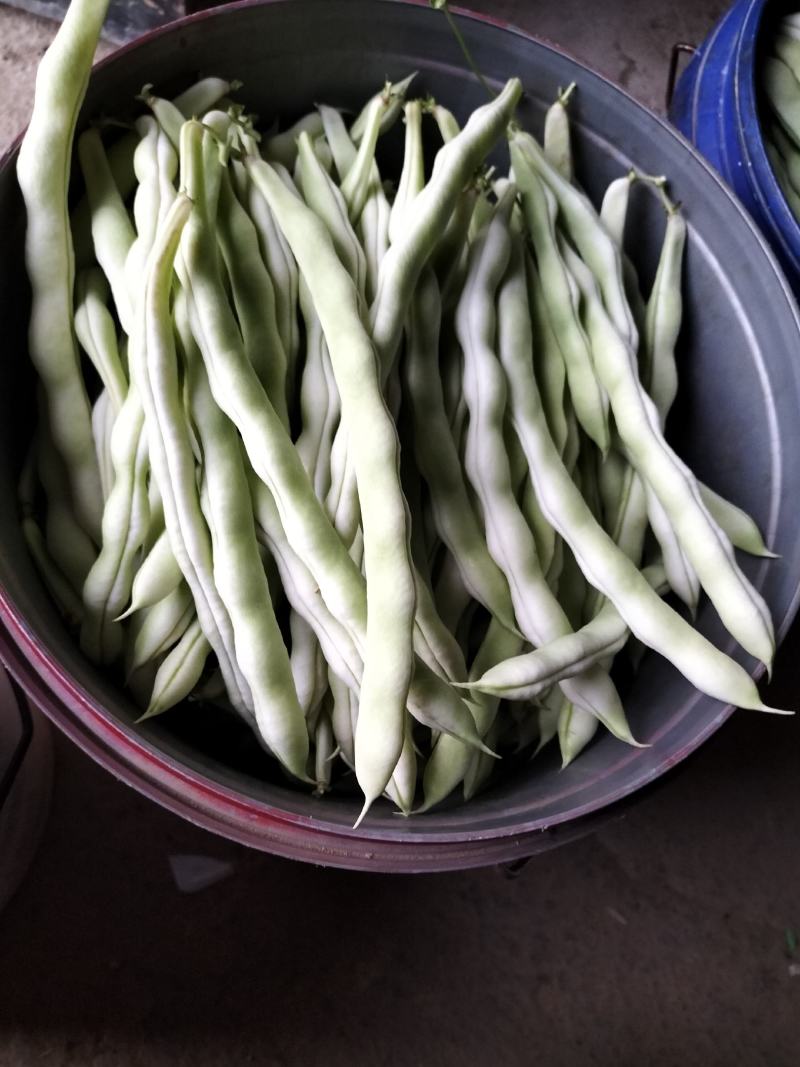 精品芸豆大量上市欢迎新老朋友的再次合作