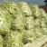 精品芸豆大量上市欢迎新老朋友的再次合作