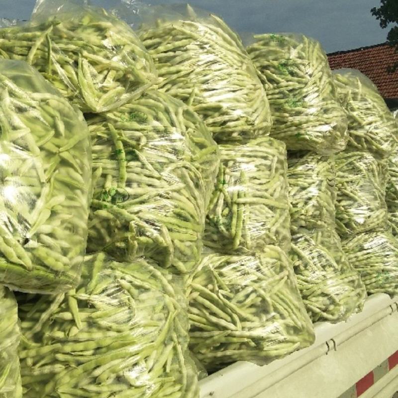 精品芸豆大量上市欢迎新老朋友的再次合作