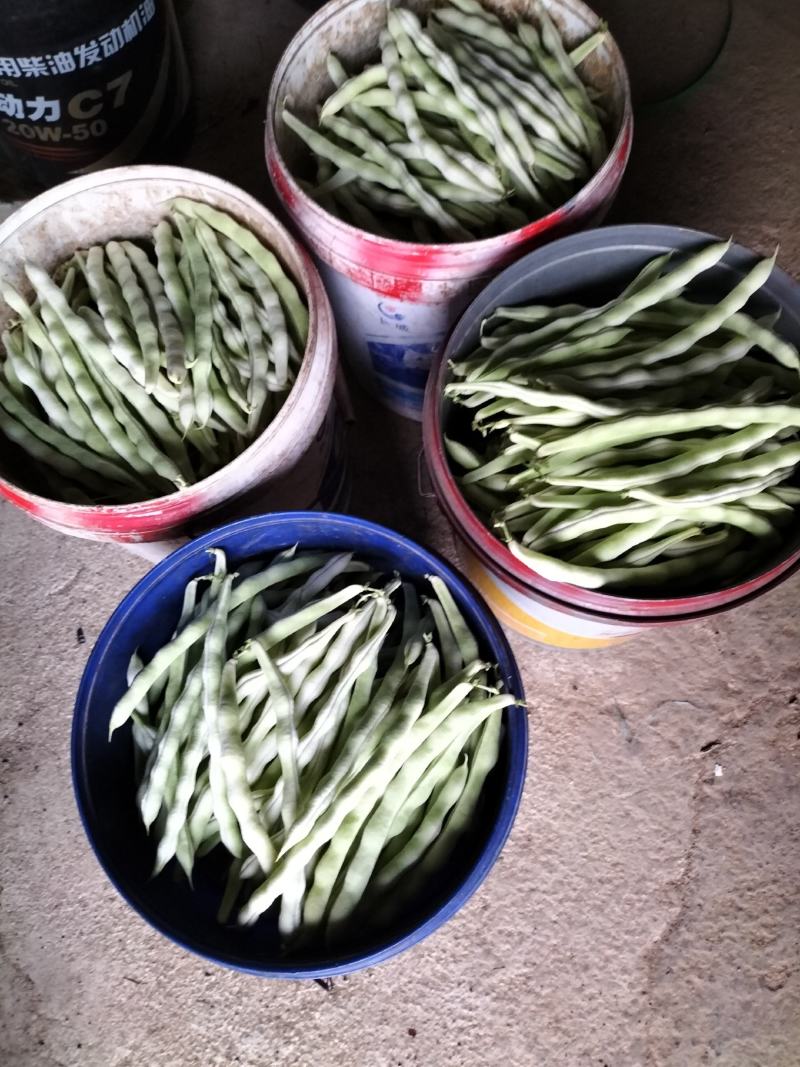 精品芸豆大量上市欢迎新老朋友的再次合作