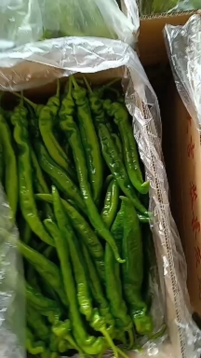 陇椒