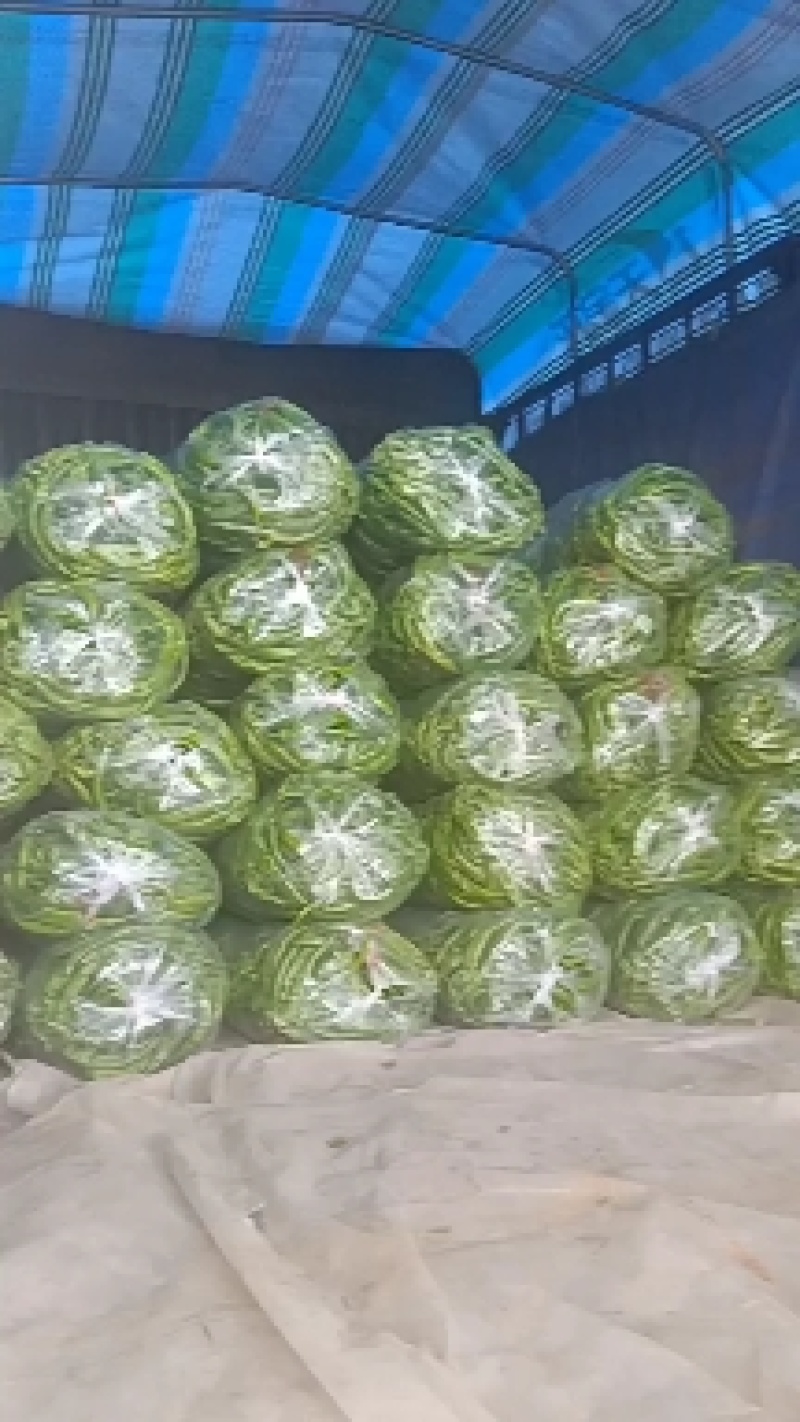 陇椒