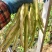 精品芸豆大量上市欢迎新老朋友的再次合作